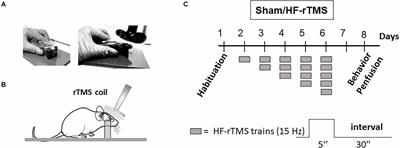 High-frequency rTMS modulates emotional behaviors and structural plasticity in layers II/III and V of the mPFC